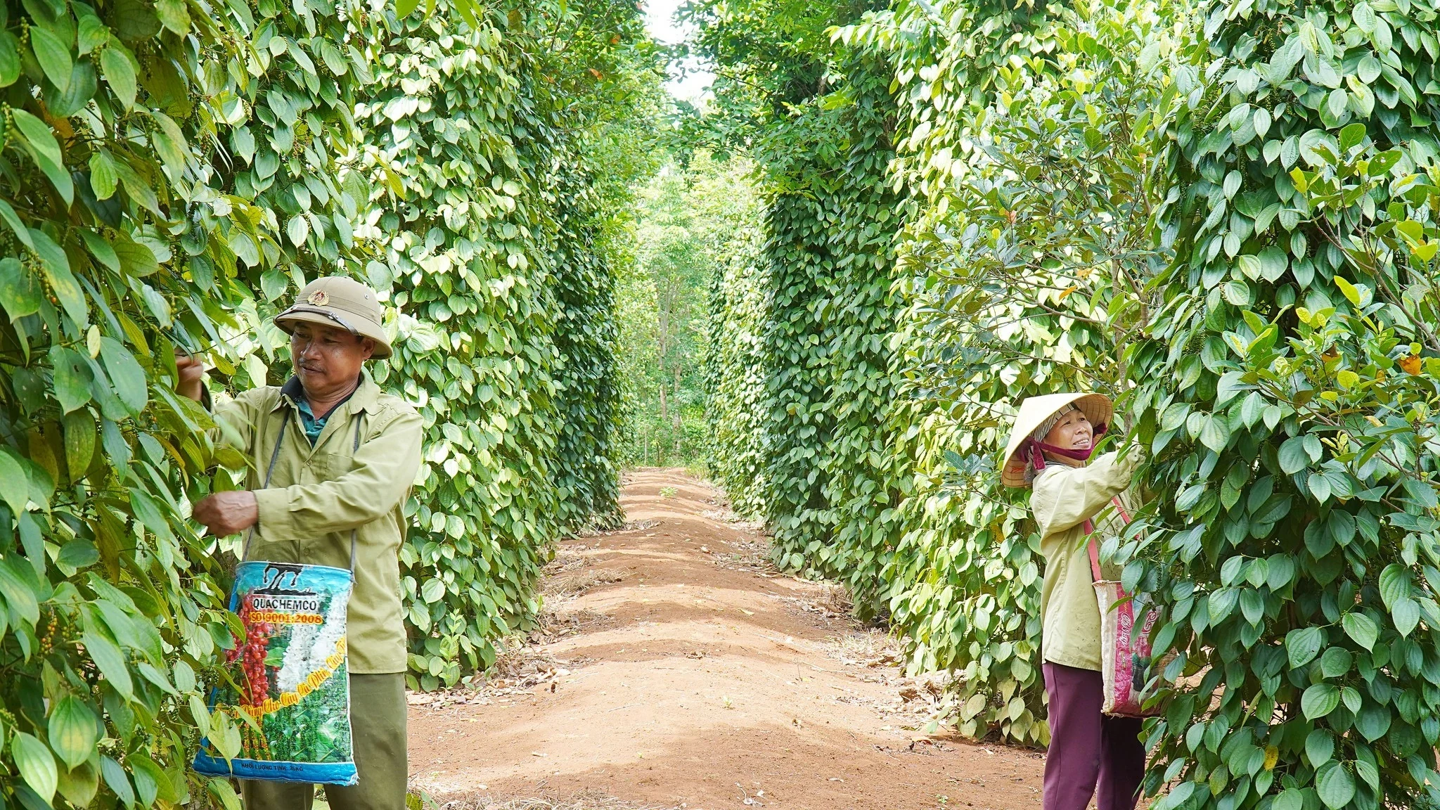 Áp lực giá đặt ra yêu cầu doanh nghiệp cần phát triển sản phẩm có giá trị gia tăng cao hơn. Ảnh: Visimex.